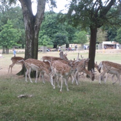 Richmond Park picnic 2015